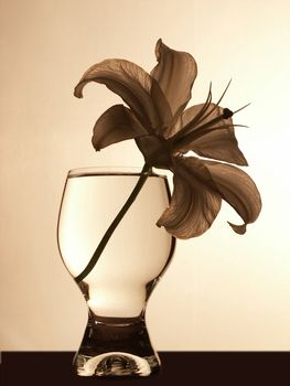 Lily in a glass with water
