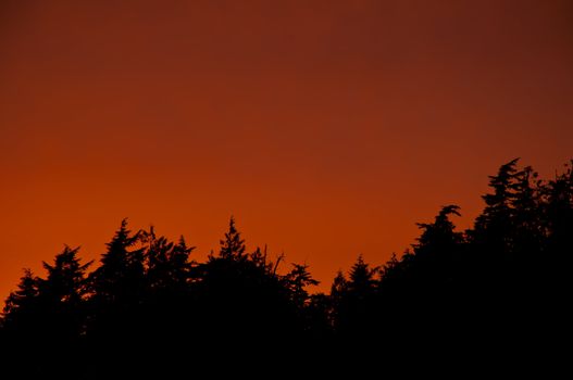 Silhouette of treeline at suset in Tofino B.C., a highly popular surfing destination, with beautiful oranges & reds against the sky behind the dark treeline.