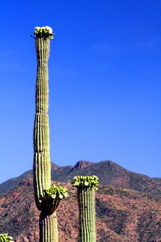 The stem and flowers of a saguaro cactus with a desert mountain in the background.