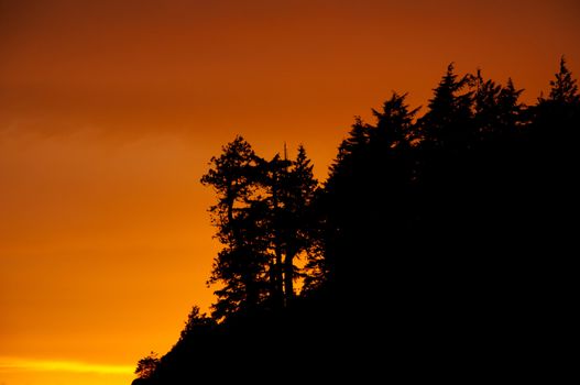 Silhouette of treeline during suset in Tofino B.C., Canada, a highly popular surf destination, with beautiful yellows & oranges against the black of the trees silhouettes.