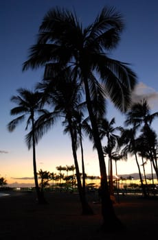Silhouetted palm trees with a sunset backdrop in Hawaii's Waikiki Beach.