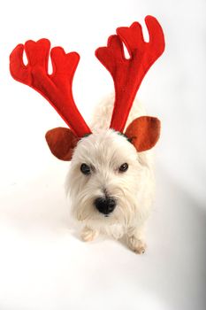 A west highland white terrior dog is unhappy about wearing reindeer antlers for christmas.