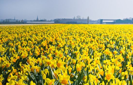 Sea of yellow and orange daffodils in spring in the bulb fields
