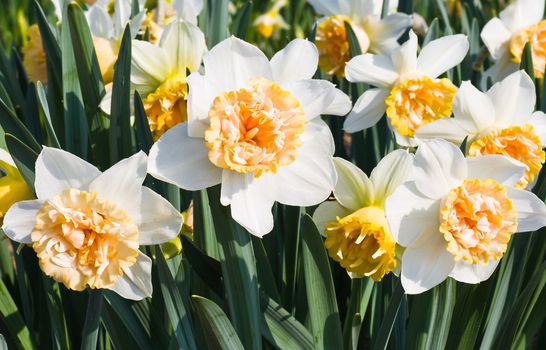 White and orange daffodils in the sun in april