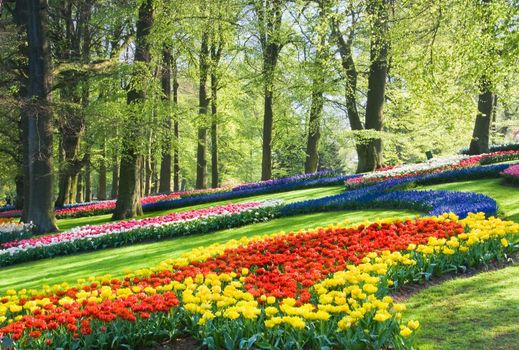 Colorful spring flowers under the beech trees in the park