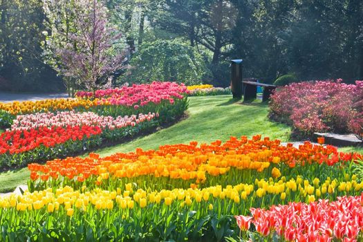 Rainbow of tulips in  the park on  a sunny day spring