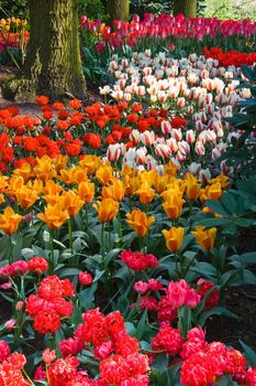 Colorful tulips on an april day in spring