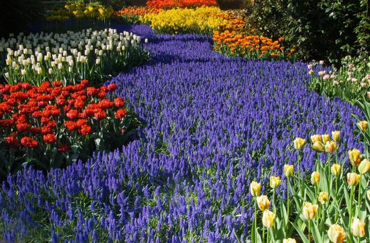 Blue common grape hyacinth river with groups of colorful tulips