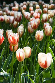 White with red tulips on sunny day in spring