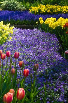 Blue anemone with yellow daffodils and red tulips in spring