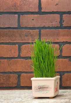 Flowerpot with wheat sprouts near brick wall in the kitchen