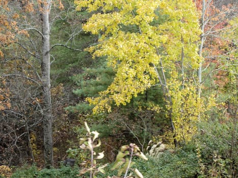 Asheville in the fall