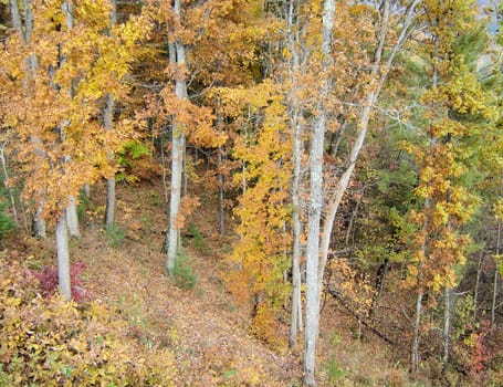 Asheville in the fall