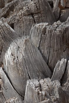 Detail take of a palm tree trunk texture