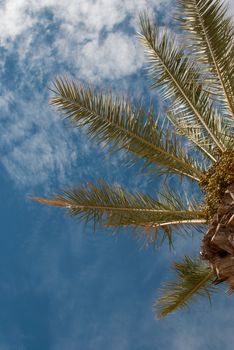 Palm tree top against the summer sky