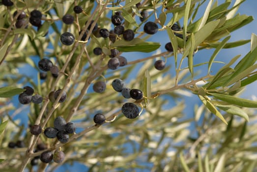 Olive tree branches loaded with ripe black olives