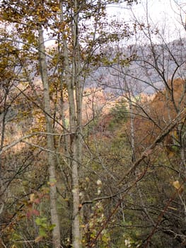 Asheville in the fall
