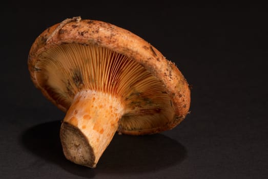 Red pine mushroom, also known as saffron milk cap