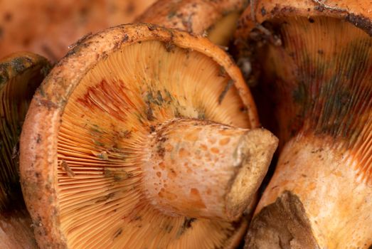 Red pine mushroom, also known as saffron milk cap