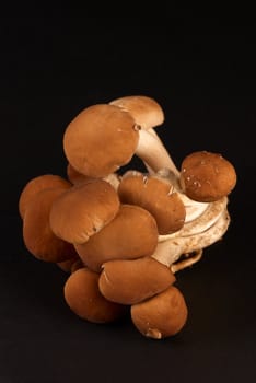 Freshly picked pioppino, also known as black poplar mushroom