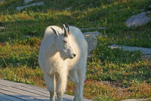 Mountain Goat (oreamnos americanus), Glacier National Park, Montana, USA