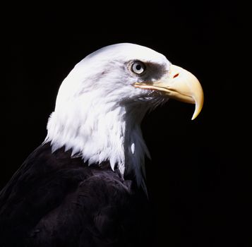 Profile of the Bald Eagle; black background