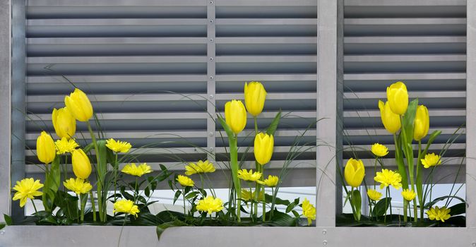 Yellow flowers near the metal ventilation grilles