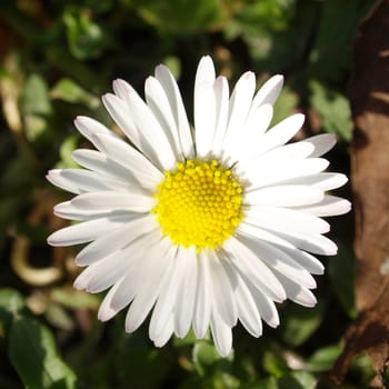 Detail of daisy flower or bellis perennis