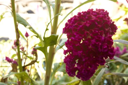 Chanin is a flowering red and pink. Look like a cockscomb