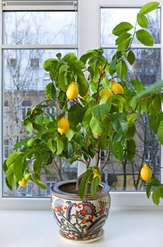 Lemon tree in flowerpot on the windowsill