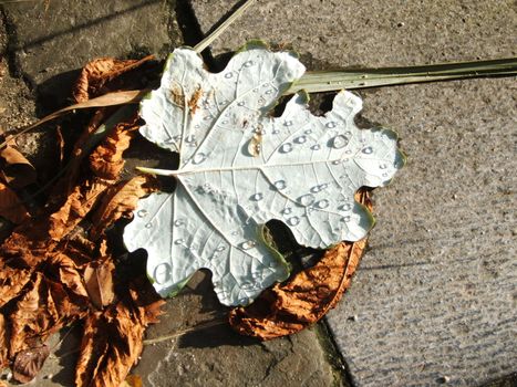 leaf in a park in bruxelles