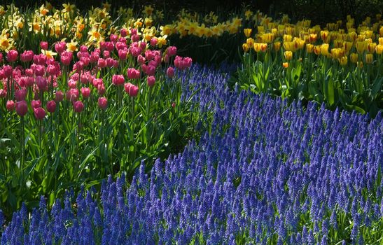 Common grape hyacinth with daffodils and tulips on sunny day in april