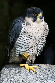 Falcon in a nature reserve, Sutherland, Scotland