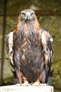 Aquila Chrysaetos in a nature reserve, Sutherland, Scotland