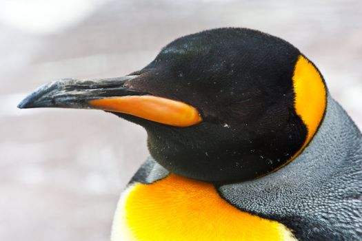 Latin name  Aptenodytes Patagonica, tipical of Falkland Islands