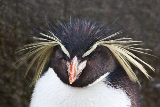 Northern Rockhopper Penguin, Eudyptes moseleyi, is a species of rockhopper penguin.