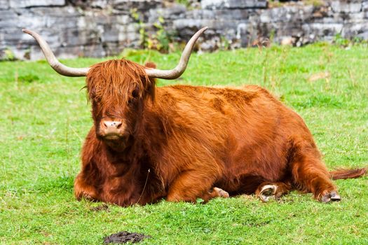 Eating Angus in a field in Sutherland, Scotland.