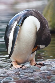 Latin name  Pygoscelis Papua, tipical of Falkland Islands