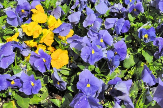 Yellow and Purple Flowers