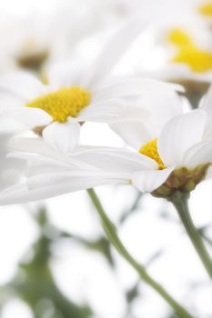 camomile flowers on white background