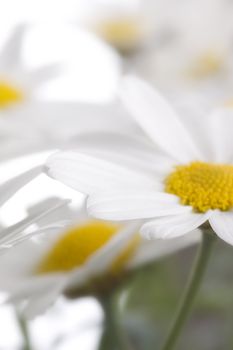 camomile flowers