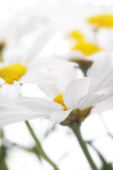 camomile flowers on white background