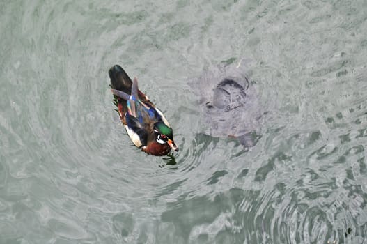 Swimming Duck and Turtle