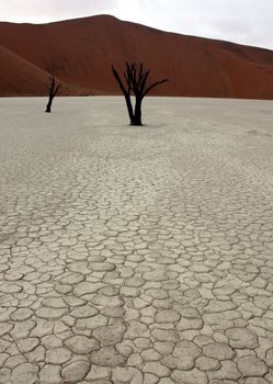 Dead trees in Deadvlei, desert of Namibia