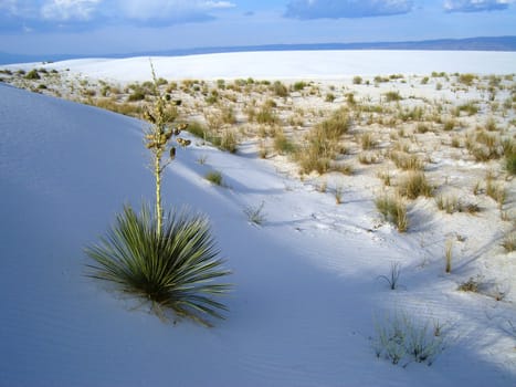 White Sands