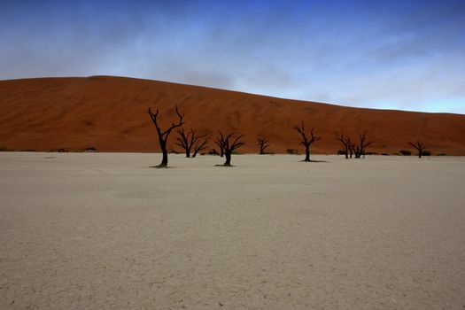 Dead trees in Deadvlei, desert of Namibia