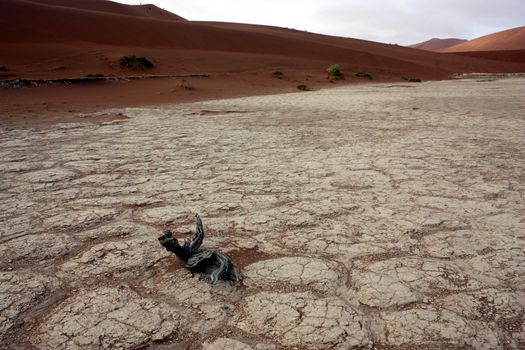 Dead trees in Deadvlei, desert of Namibia