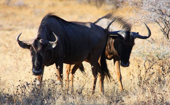 Namibian wild life, Etosha park, dry season