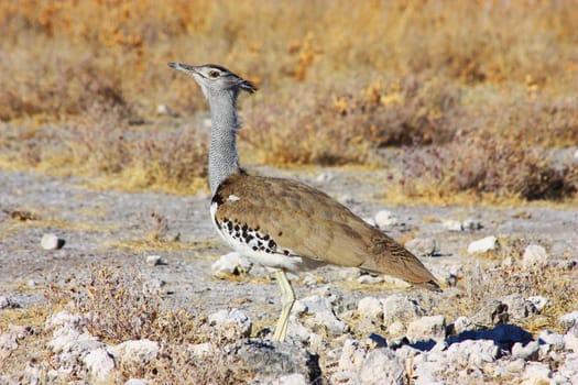 Namibian wild life, Etosha park, dry season