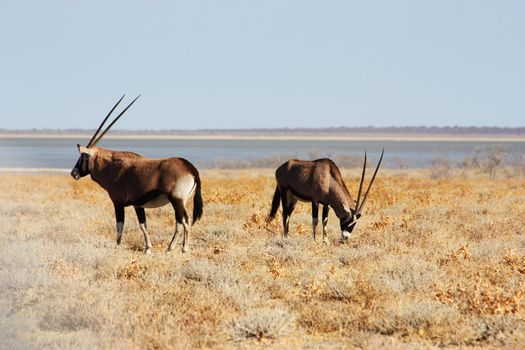 Namibian wild life, Etosha park, dry season